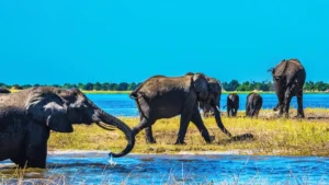 imagen de safari en okavango